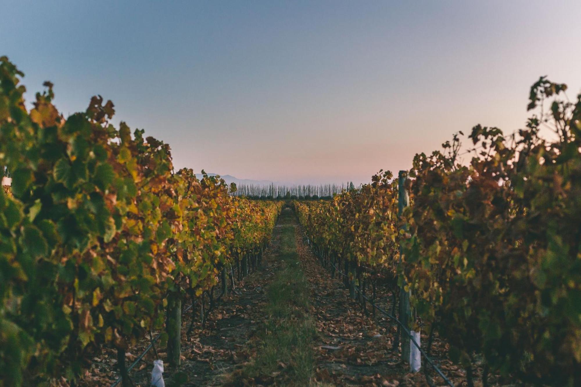 Rosell Boher Winery Lodge & Spa Agrelo 외부 사진