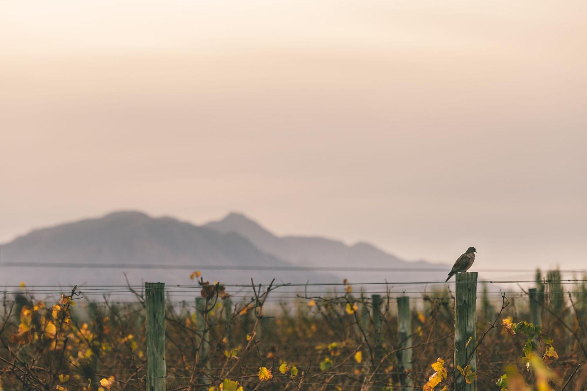 Rosell Boher Winery Lodge & Spa Agrelo 외부 사진